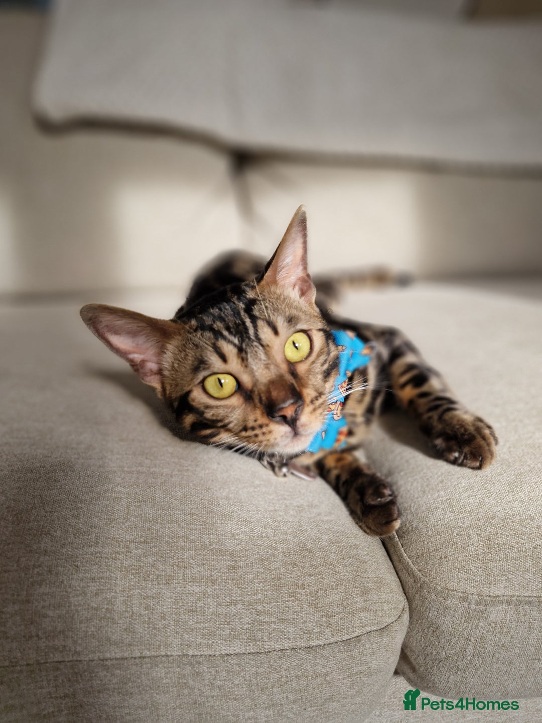 Bengal cats for sale: Male Bengal For Sale - Image 8