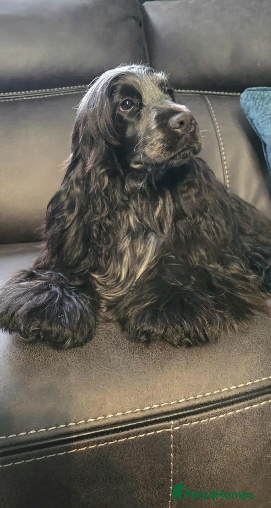 Cocker Spaniel dogs for sale: Pedigree English Cocker Spaniel Puppies for sale - Advert 7