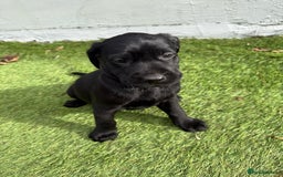 Labrador Retriever dogs for sale: Black pedigree Labradors only 3 girls available  - Image 24