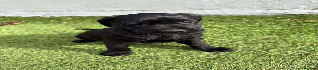 Labrador Retriever Puppy 7