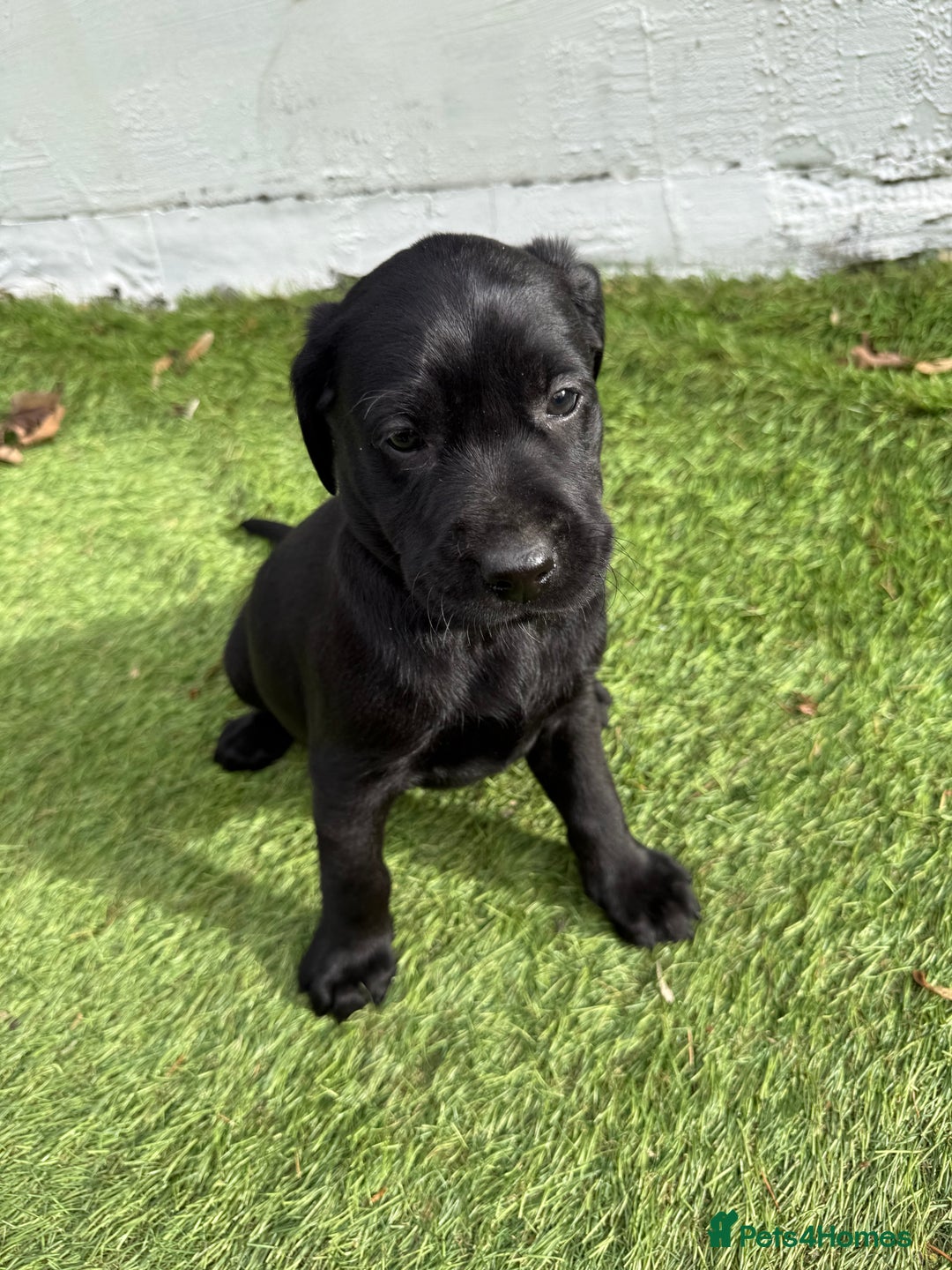 Labrador Retriever dogs for sale: Black pedigree Labradors only 3 girls available  - Image 24