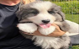 Bernese Mountain Dog dogs for sale: Stunning Chunky Bordernese Puppies - Image 24