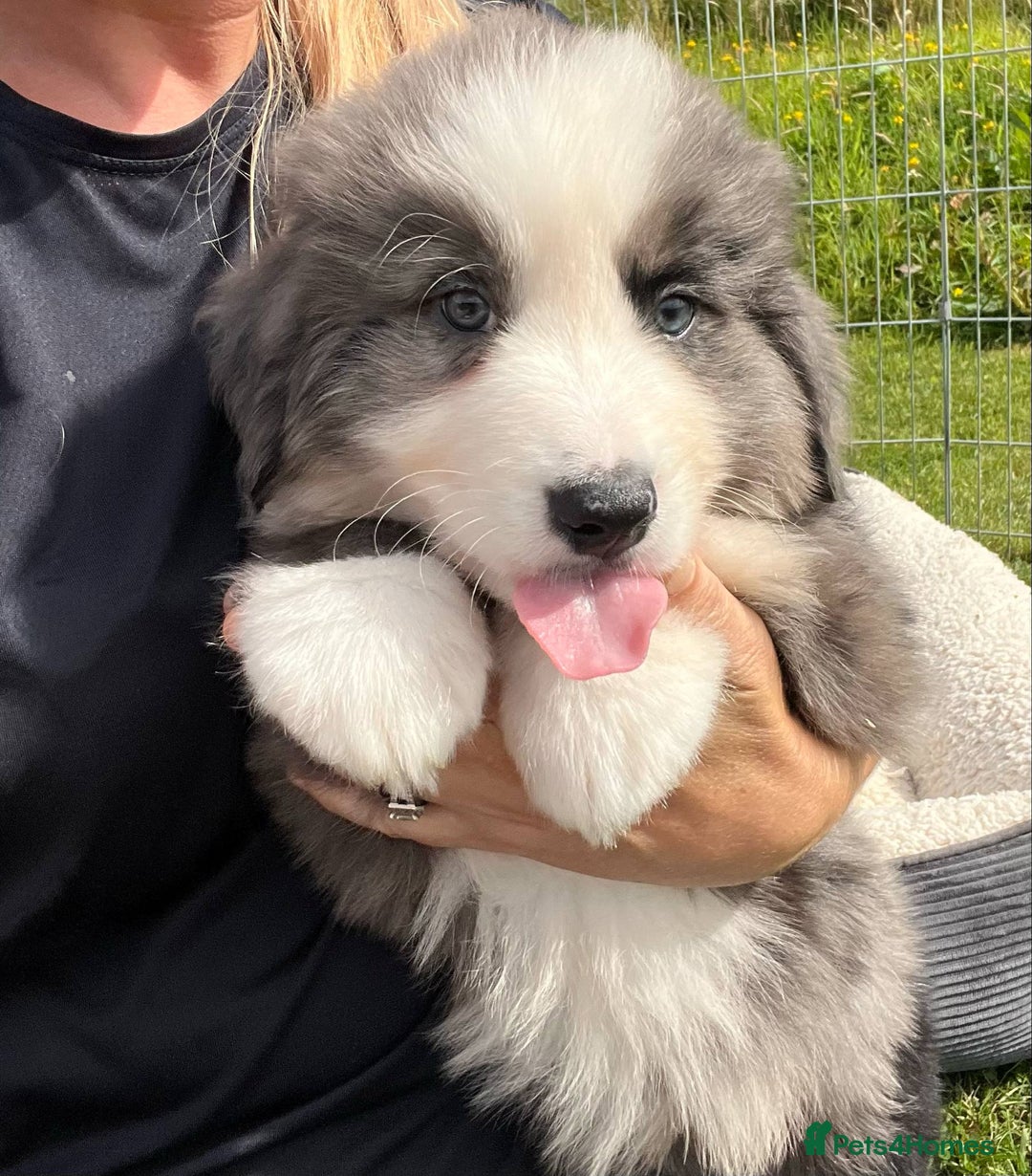 Bernese Mountain Dog dogs for sale: Stunning Chunky Bordernese Puppies - Image 24