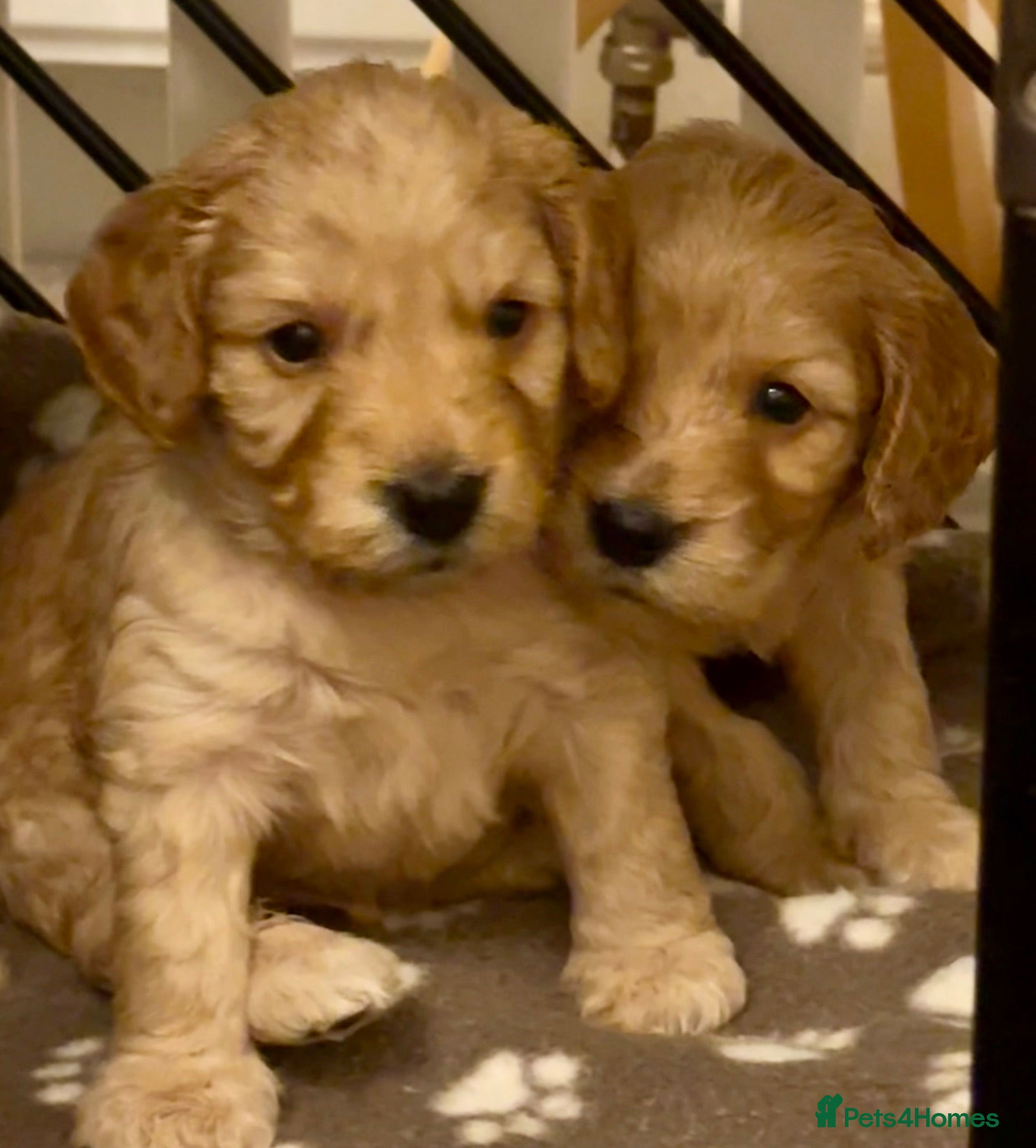 Cockapoo dogs ✨ Exceptional F2 Cockapoo Puppies ✨ - Advert 4