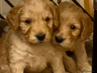 Cockapoo dogs ✨ Exceptional F2 Cockapoo Puppies ✨ - Advert 4