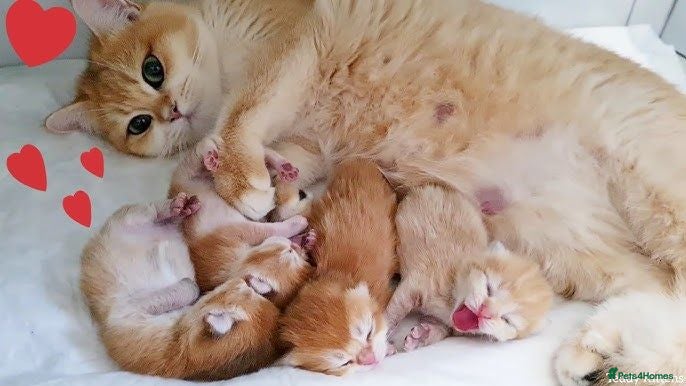 British Longhair cats WHITE KITTENS COLORPOINT BLUE EYES VACCINATED - Advert 7