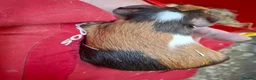 Guinea Pig rodents for sale: Baby guinea pigs for sale  - Advert 4