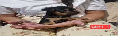 Yorkshire Terrier 4