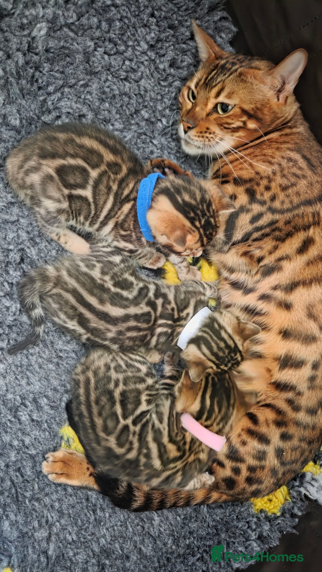 Bengal cats for sale: Georges Tica registered Bengal kittens  - Advert 2
