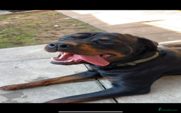 Rottweiler dogs for sale: Rottweiler  - Image 2