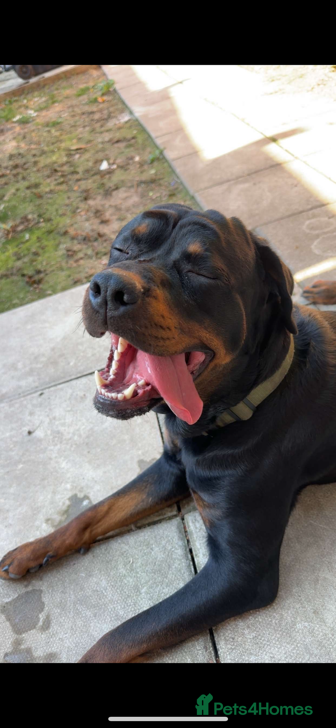 Rottweiler dogs for sale: Rottweiler  - Image 2