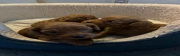 Cavapoo dogs for sale: Stunning fox red male cavapoo puppies  - Advert 16