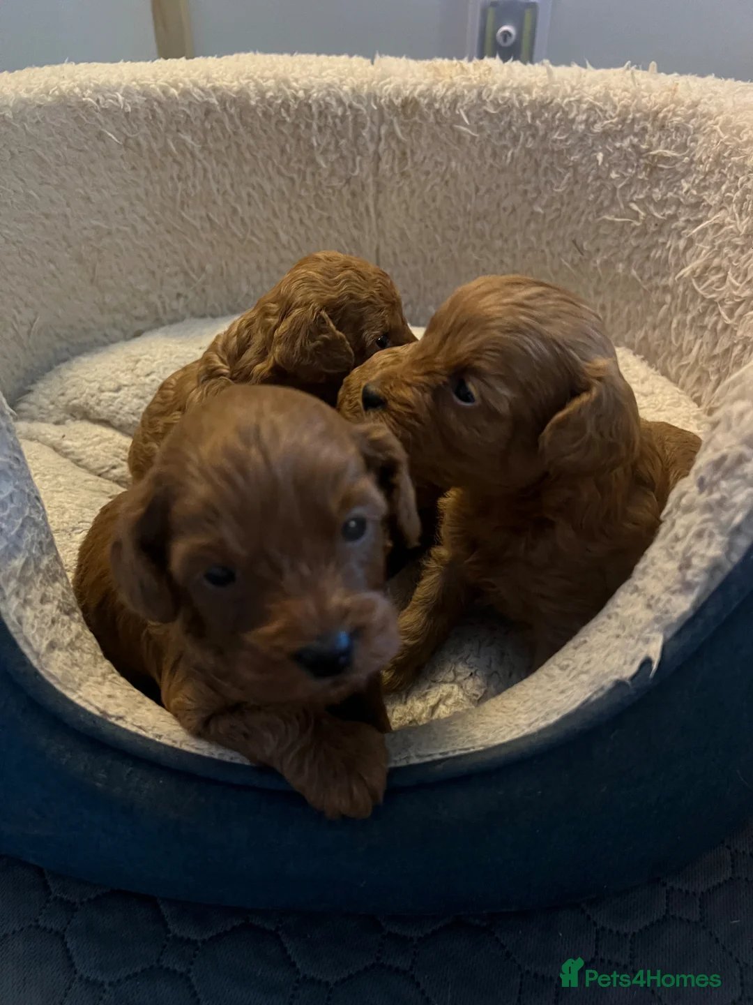 Cavapoo dogs for sale: Stunning fox red male cavapoo puppies  - Advert 16