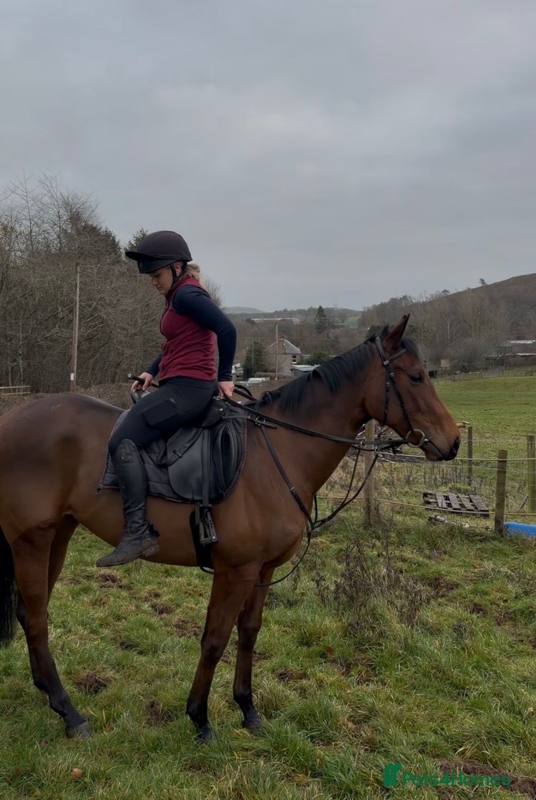 English Thoroughbred horses for sale: Bella bay 3 year old filly - Advert 2