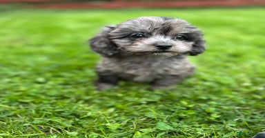 Cavapoo dogs - Advert 15