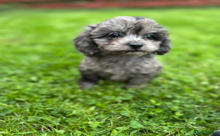 Cavapoo dogs - Advert 2