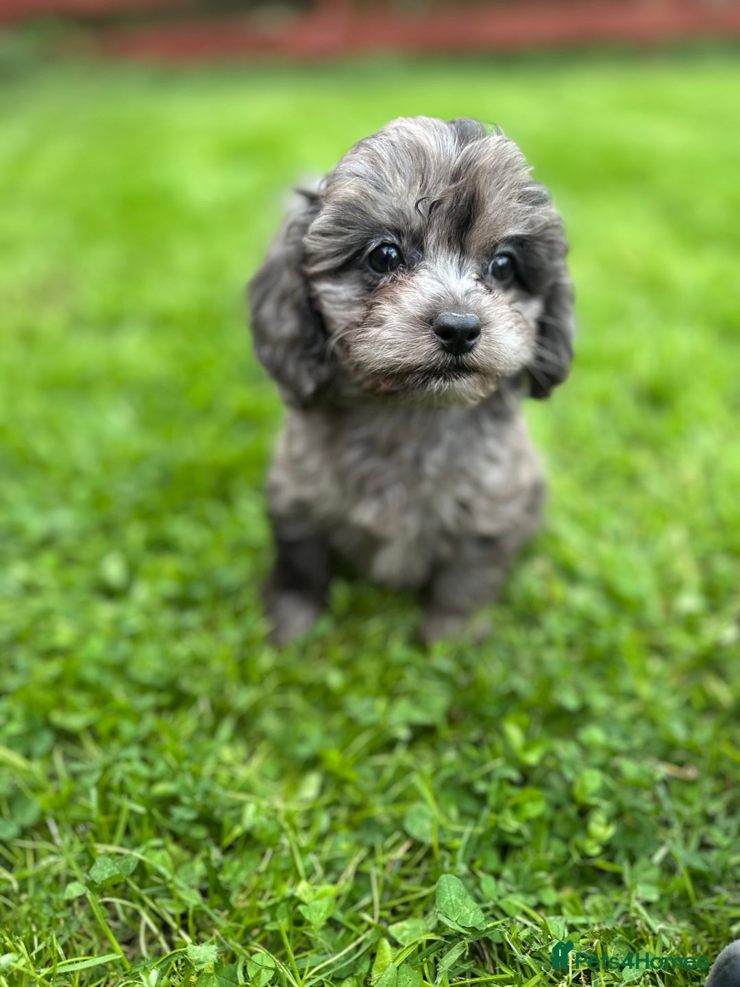 Cavapoo dogs for sale: Top Class Cavapoo pups  - Image 1