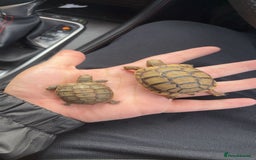Tortoise reptiles for sale: Tortoise - Image 3