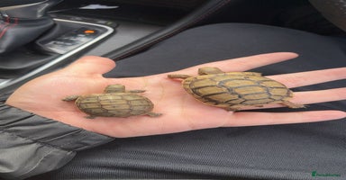 Tortoise reptiles - Advert 5
