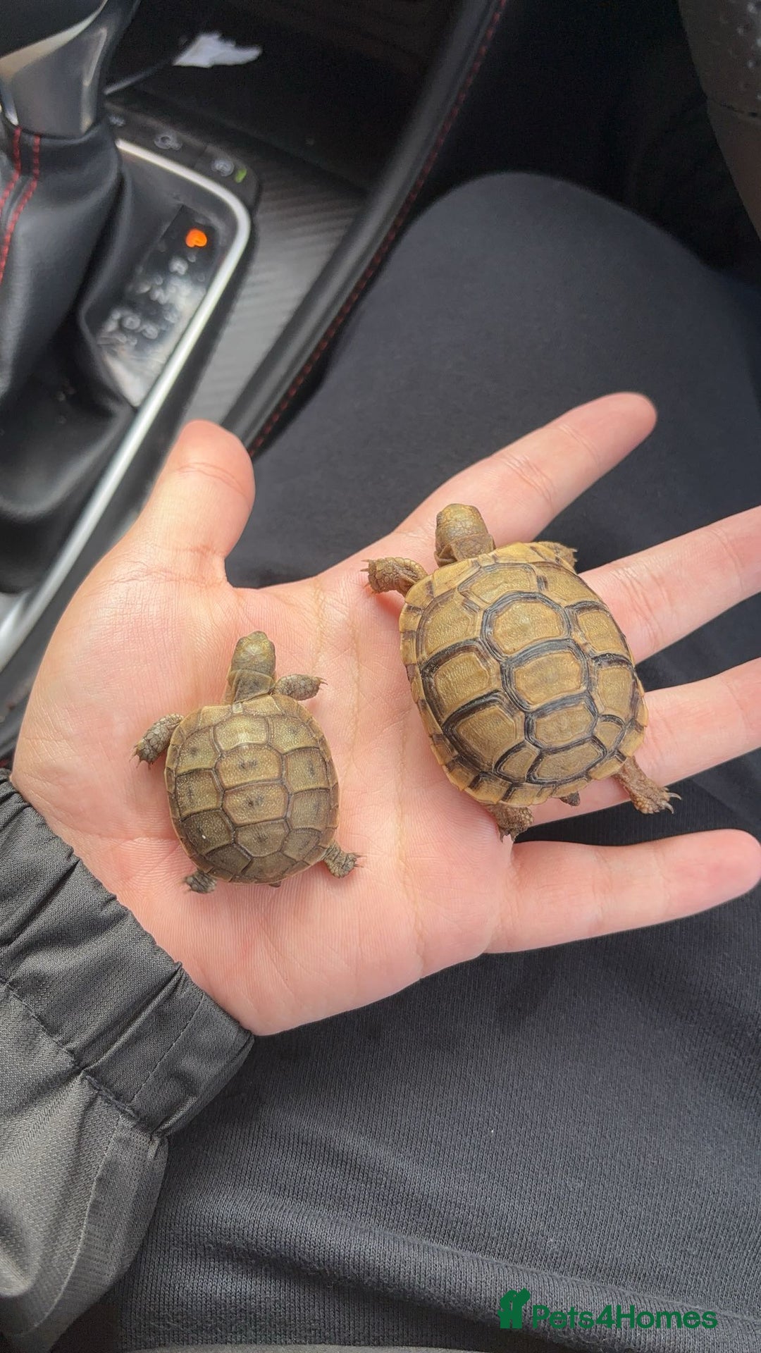 Tortoise reptiles for sale: Tortoise - Image 3