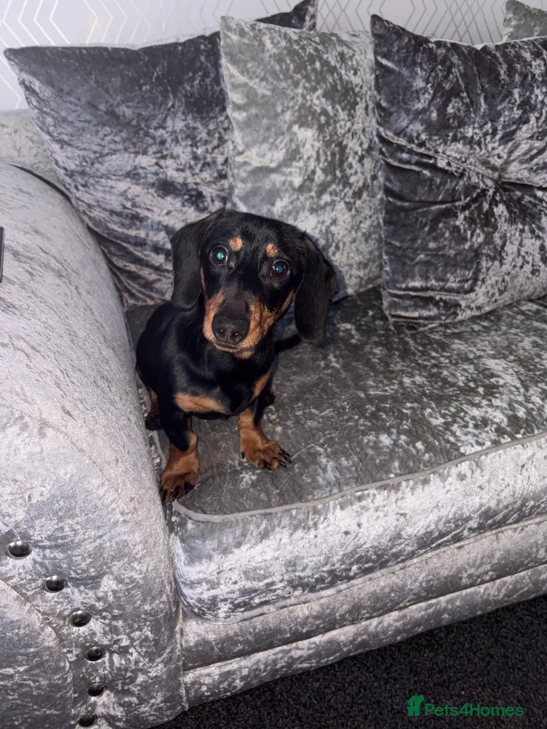 Dachshund dogs for sale: Dachshund  - Advert 3