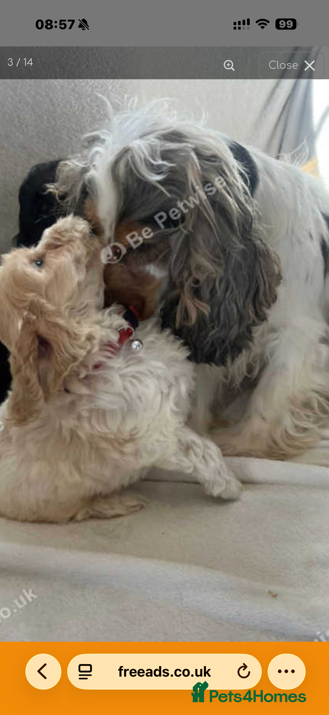 Cockapoo dogs for sale: Male Cockerpoo  - Advert 6