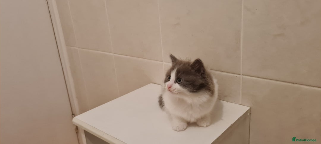 Russian Blue cats for sale: Beautiful Russian Blue Longhair Kitten - Advert 1