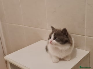 Russian Blue cats Beautiful Russian Blue Longhair Kitten - Advert 1