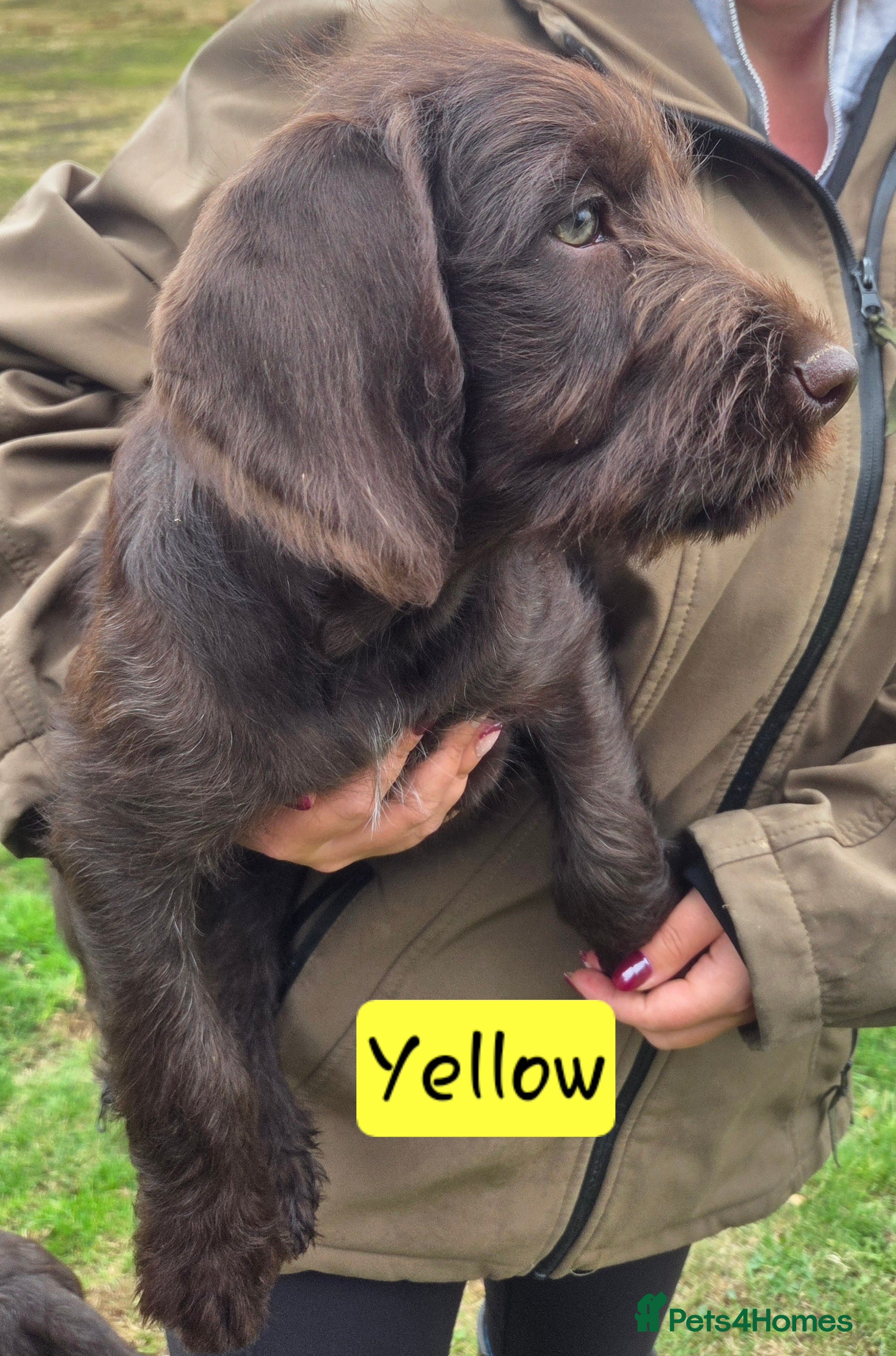 Mixed Breed dogs GWP x Labs - Advert 2