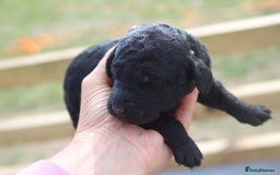 Australian Labradoodle dogs for sale: These pups have it all - Image 7