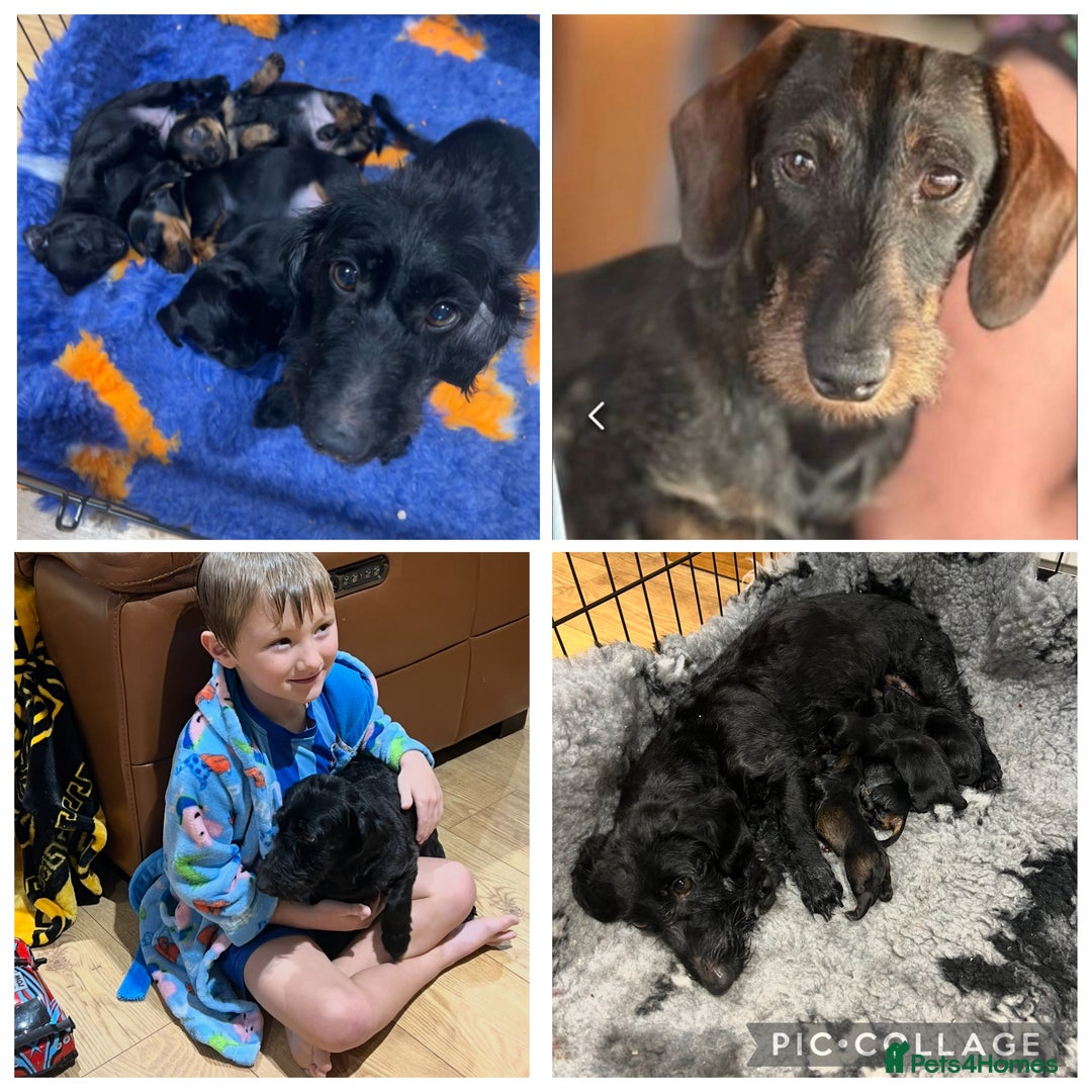 Miniature Dachshund dogs for sale: **Exceptionally well Raised Miniature Dachshunds** - Advert 1