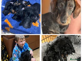Miniature Dachshund dogs **Exceptionally well Raised Miniature Dachshunds** - Advert 1