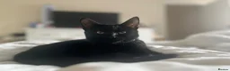 Mixed Breed cats for sale: 3 beautiful tortoiseshell girls available now in Wrexham - Advert 3