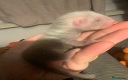 Ferret rodents for sale: 2 female kits available in 2 weeks  - Image 7