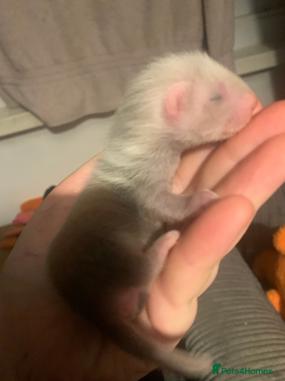 Ferret rodents for sale: 2 female kits available in 2 weeks  - Image 7