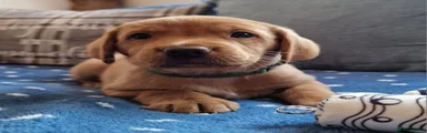 Springador 1