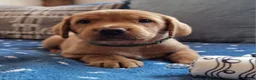 Springador dogs for sale: Wonderful Springador Puppies  - Advert 27