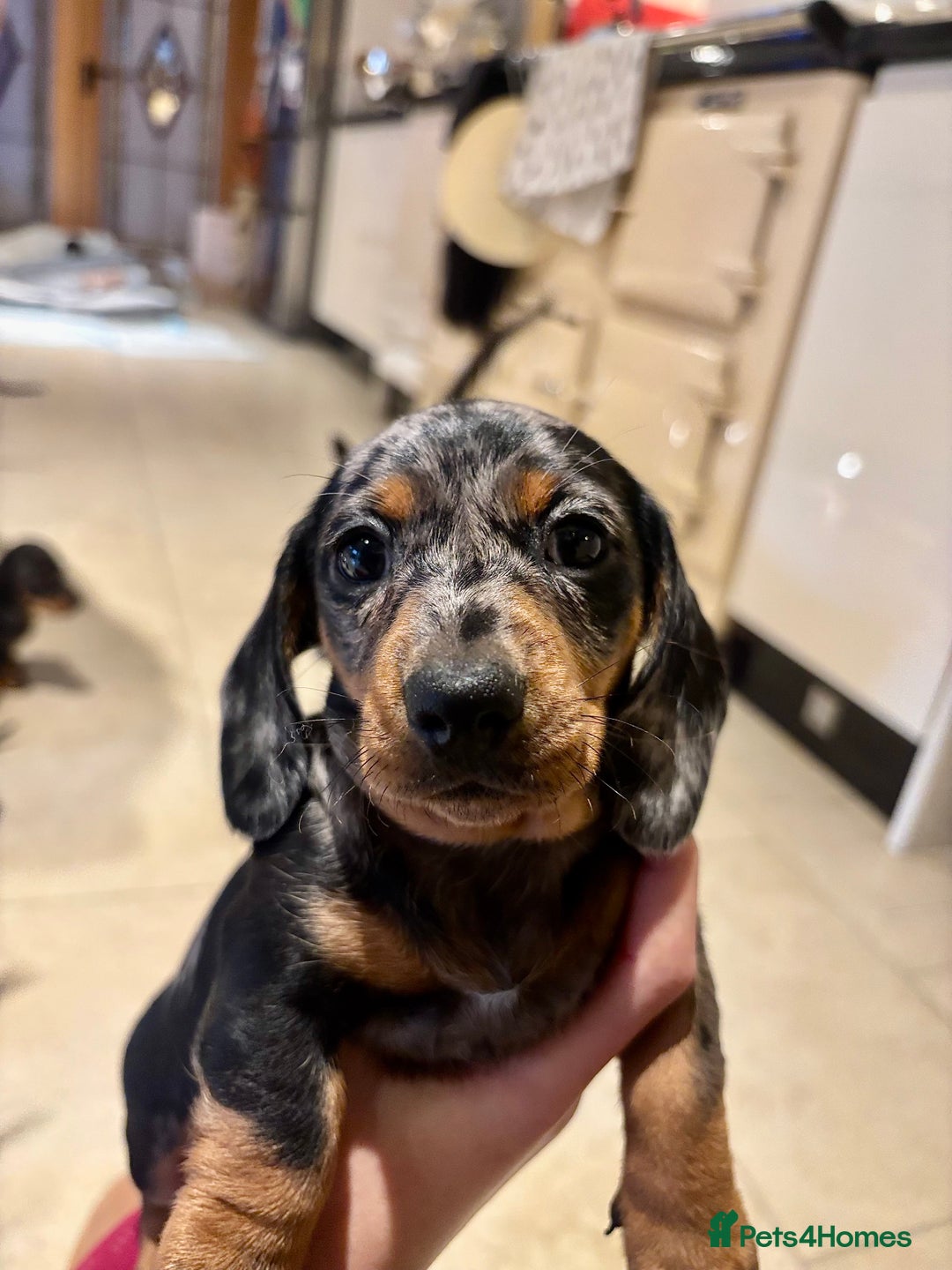 Miniature Dachshund dogs for sale: Miniature Silver Dapple & Black and Tan Dachshunds - Advert 8