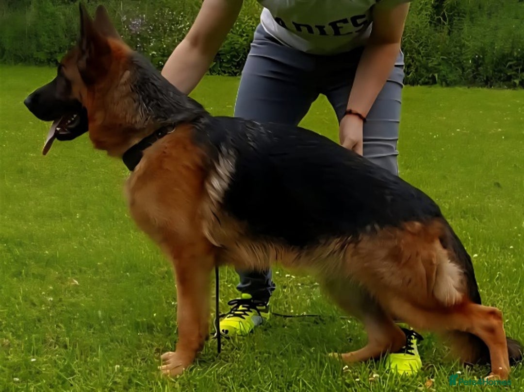 German Shepherd dogs for sale: Superb Long Coat Male for sale  - Advert 4