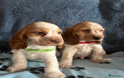 Cocker Spaniel dogs for sale: Stunning show type cocker spaniel puppies  - Image 16