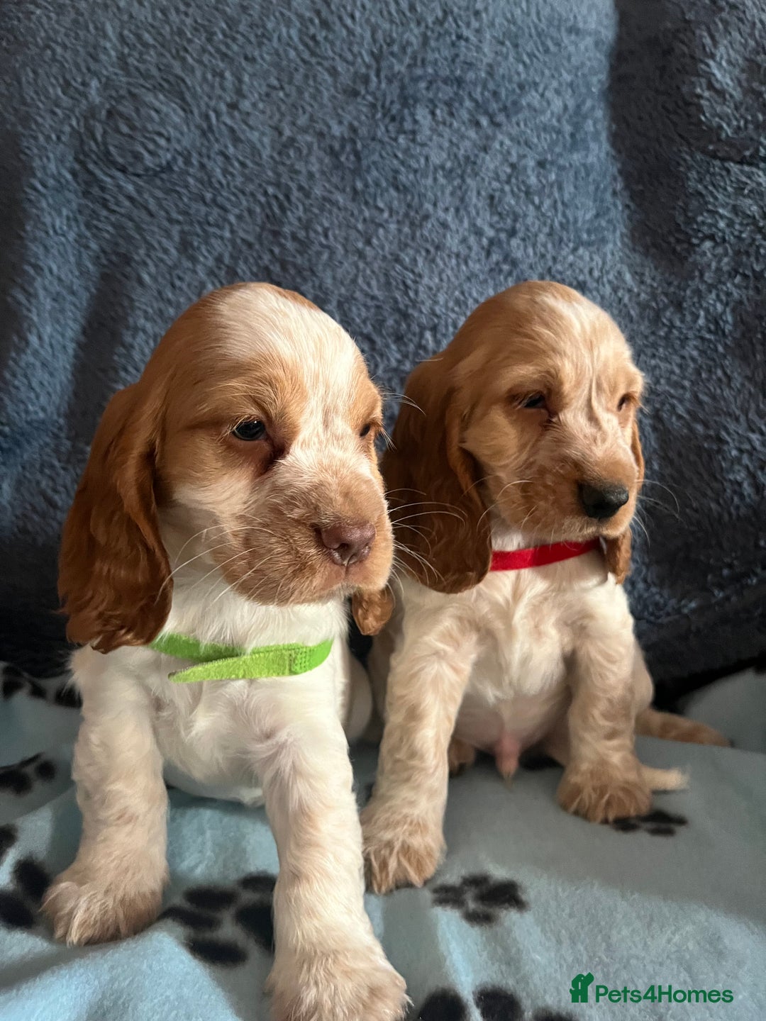 Cocker Spaniel dogs for sale: Stunning show type cocker spaniel puppies  - Image 16