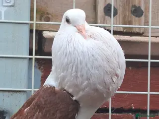 Pigeons birds 4 mix pigeon for sale - Advert 6