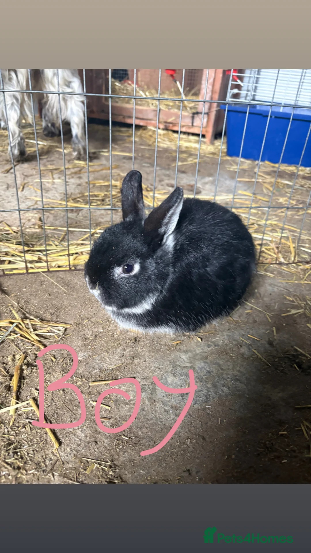 Mixed Breed rabbits for sale: rabbits in Attleborough - Advert 6