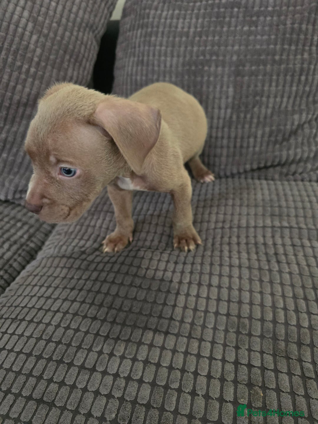 Staffordshire Bull Terrier dogs for sale: Staffordshire bull terrier puppy's  - Image 11
