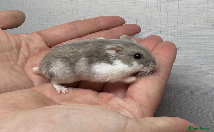 Hamster rodents - Advert 2