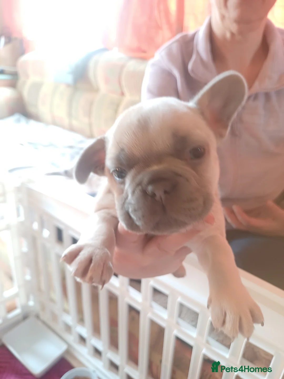 French Bulldog dogs for sale: 3 beautiful pups left - Advert 2