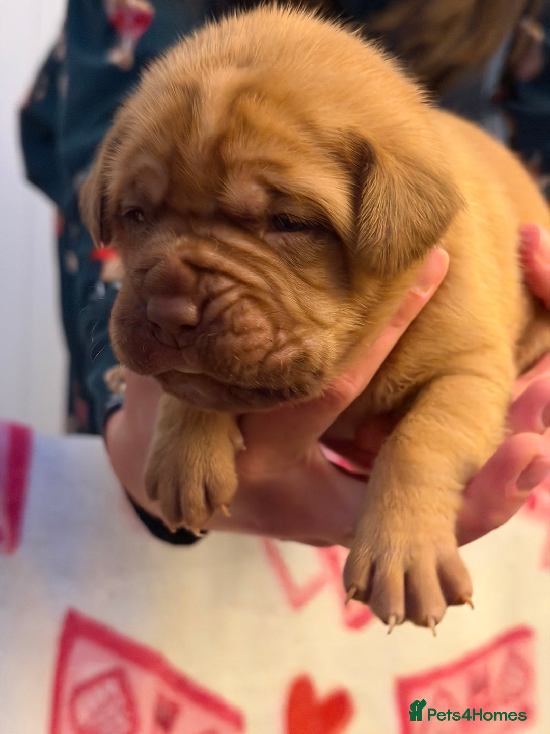 Dogue De Bordeaux dogs for sale: Beautiful Dogue De Bordeaux Puppies - Advert 36