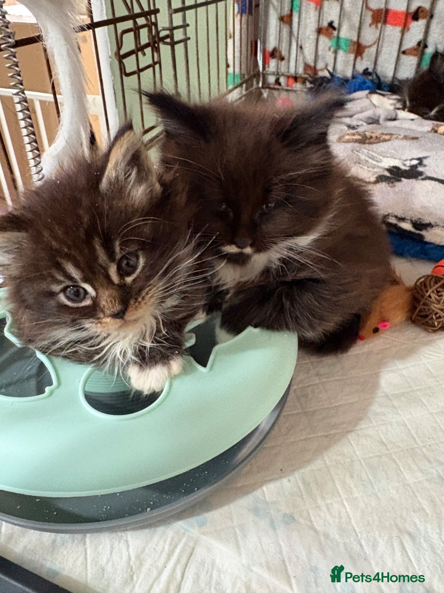 Maine Coon cats Stunning pedigree long coated Mainecoons  - Advert 14