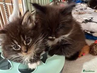 Maine Coon cats Stunning pedigree long coated Mainecoons - Advert 4