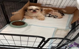 Shih Tzu dogs for sale: 5 gorgeous Shih Tzu puppies - Image 24